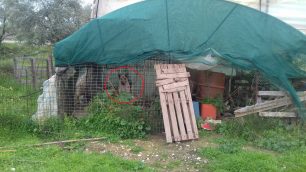 Πρασιδάκι Ηλείας: Έκκληση για τη φιλοξενία σκύλου που βρέθηκε σε κλουβί εγκαταλελειμμένος από τον ιδιοκτήτη του