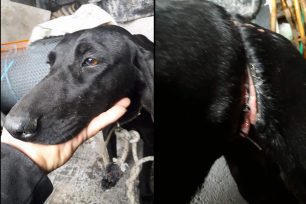 Ρόδος: Έσωσαν τον σκύλο που περιφερόταν με συρμάτινη θηλιά μέσα στον λαιμό του στην Αρνίθα