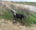 Σέρρες: Έκκληση για τη σωτηρία του άρρωστου σκύλου που περιφέρεται μεταξύ Θολού και Γάζωρου