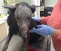Σέρρες: Σε κτηνιατρείο μεταφέρθηκε το άρρωστο σκυλί που περιφερόταν μεταξύ Θολού και Γάζωρου