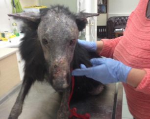 Σέρρες: Σε κτηνιατρείο μεταφέρθηκε το άρρωστο σκυλί που περιφερόταν μεταξύ Θολού και Γάζωρου