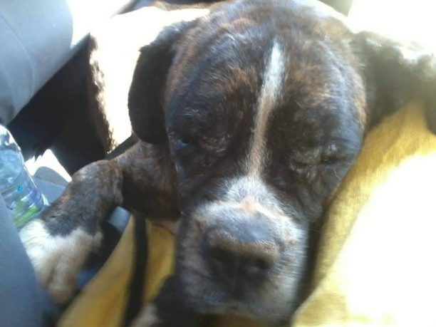 Ηράκλειο Κρήτης: Καταδίκασαν τους εθελοντές που έσωσαν τον άρρωστο σκύλο και όχι αυτήν που τον βασάνιζε…