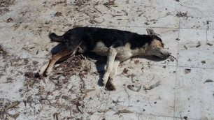8 σκυλιά νεκρά από φόλες στο «Μπαρουτάδικο» στο Δημοτικό Άλσος Αιγάλεω Αττικής