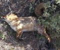 Νεκρές από φόλες αλεπούδες και ένας σκύλος στο Πανόραμα Βούλας Αττικής