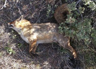 Νεκρές από φόλες αλεπούδες και ένας σκύλος στο Πανόραμα Βούλας Αττικής