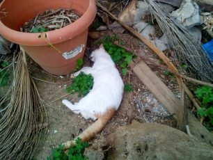 Απόστολοι Ηρακλείου Κρήτης: Βρήκαν 4 γάτες νεκρές από φόλες στην αυλή τους
