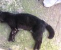 14 γάτες νεκρές από φόλες & ένας σκύλος στην Κηφισιά Αττικής μέσα σε 15 μέρες