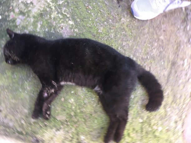 14 γάτες νεκρές από φόλες & ένας σκύλος στην Κηφισιά Αττικής μέσα σε 15 μέρες