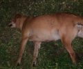 Αγγελόκαστρο Αιτωλοακαρνανίας: Βρήκαν τα αδέσποτα σκυλιά που φρόντιζαν νεκρά από φόλες