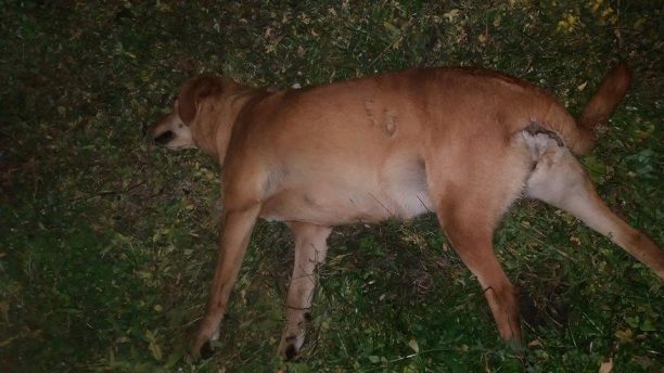 Αγγελόκαστρο Αιτωλοακαρνανίας: Βρήκαν τα αδέσποτα σκυλιά που φρόντιζαν νεκρά από φόλες