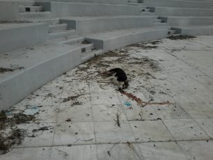 Ο Δήμος Αιγάλεω καταγγέλλει τη μαζική δολοφονία σκυλιών που βρέθηκαν δηλητηριασμένα στο «Μπαρουτάδικο»