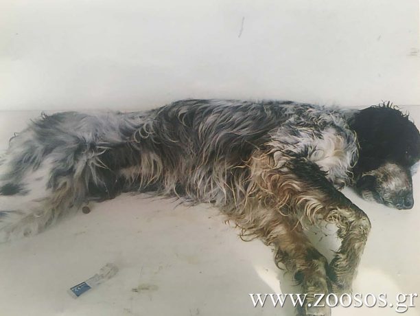 Λέσβος: Καταδικάστηκε με αναστολή ο πυροσβέστης που δηλητηρίασε με φόλα σκύλο το 2013