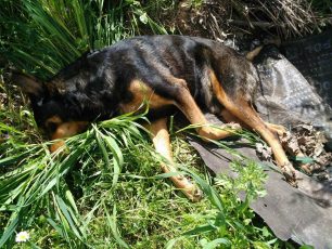 Δύο σκυλιά νεκρά από φόλες στο Ντράφι Πεντέλης στην Αττική