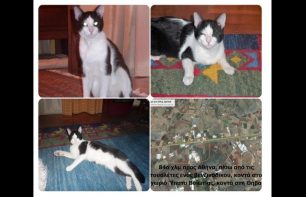 Βρέθηκε - Χάθηκε ασπρόμαυρη γάτα στην Εθνική Οδό Αθηνών – Λαμίας κοντά στο Ύπατο Βοιωτίας