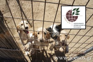 Τη θανάτωση των αδέσποτων σκυλιών προτείνει και το παράρτημα του ΓΕΩΤ.Ε.Ε. Δυτικής Μακεδονίας