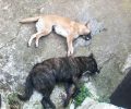 Ακόμα δύο σκυλιά νεκρά από φόλες μέσα στην αυλή του σπιτιού τους στους Γαργαλιάνους Μεσσηνίας