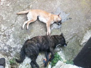 Ακόμα δύο σκυλιά νεκρά από φόλες μέσα στην αυλή του σπιτιού τους στους Γαργαλιάνους Μεσσηνίας