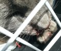 Βρίσκουν τις αδέσποτες γάτες που φροντίζουν κακοποιημένες ή νεκρές από φόλες στον Νέο Κόσμο Αττικής
