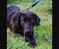Χάθηκε μαύρος αρσενικός σκύλος στη Νέα Σμύρνη Αττικής