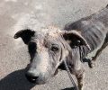 Το σκυλί που βρέθηκε σκελετωμένο στα Καλύβια Αττικής απ’ την πείνα ίσως να έτρωγε πέτρες είπε κτηνίατρος