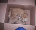 20 γάτες νεκρές από φόλες στο Καματερό Αττικής