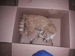 20 γάτες νεκρές από φόλες στο Καματερό Αττικής