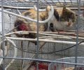 Ποινή – «χάδι» για τον άνδρα που σούβλισε γάτα ζωντανή με βέργα ψαροντούφεκου στην Καρδίτσα