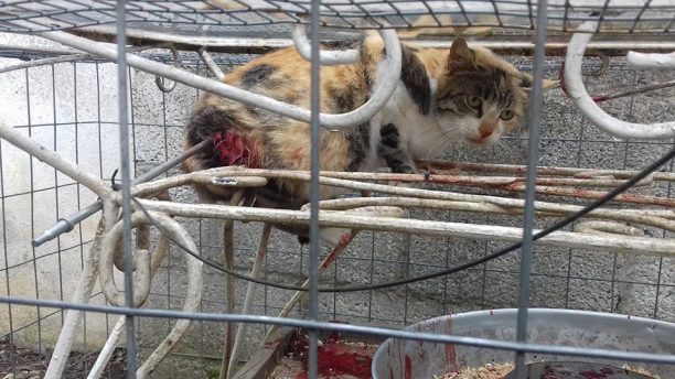 Ποινή – «χάδι» για τον άνδρα που σούβλισε γάτα ζωντανή με βέργα ψαροντούφεκου στην Καρδίτσα
