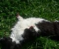 Κήπια Μαγνησίας: Βρήκε πτώμα γάτας με κομμένα και τα 4 πόδια της στα άκρα