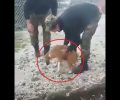 Φιλοζωική Κόνιτσας: Ζωντανό το σκυλί που φαντάροι πέταξαν σε γκρεμό πριν από 4 μήνες στο Πληκάτι Ιωαννίνων (βίντεο)