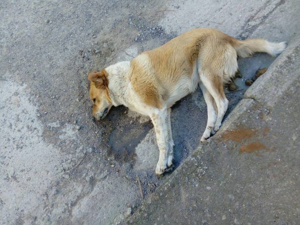 Συνεχίζεται αδιάκοπα η εξόντωση αδέσποτων με φόλες στο Κριεκούκι (Ερυθρές Αττικής)