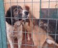 Έκκληση για την υιοθεσία 6 σκυλιών που χαρακτηρίστηκαν επιθετικά και θα θανατωθούν από τον Δήμο Λαρισαίων