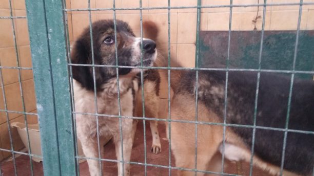 Έκκληση για την υιοθεσία 6 σκυλιών που χαρακτηρίστηκαν επιθετικά και θα θανατωθούν από τον Δήμο Λαρισαίων