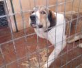 Εξώδικο κατά Δήμου Λαρισαίων για την απειλή θανάτωσης αδέσποτων σκυλιών που χαρακτηρίστηκαν από μη ειδικούς επιθετικά