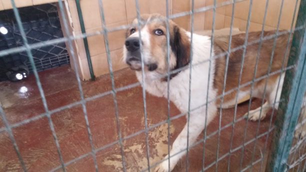 Εξώδικο κατά Δήμου Λαρισαίων για την απειλή θανάτωσης αδέσποτων σκυλιών που χαρακτηρίστηκαν από μη ειδικούς επιθετικά