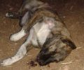 Δεκάδες σκυλιά νεκρά από φόλες στη Λευκόβρυση Κοζάνης