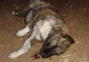 Δεκάδες σκυλιά νεκρά από φόλες στη Λευκόβρυση Κοζάνης