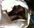 Λυρκεία Αργολίδας: Βρήκε 7 κουτάβια ζωντανά κλεισμένα σε τσουβάλι να θηλάζουν τη νεκρή μάνα τους