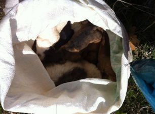 Λυρκεία Αργολίδας: Βρήκε 7 κουτάβια ζωντανά κλεισμένα σε τσουβάλι να θηλάζουν τη νεκρή μάνα τους