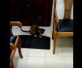 Μια τυφλή γάτα στον Βόλο της Μαγνησίας στάθηκε πολύ τυχερή (βίντεο)
