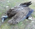 Έβρος: Ακόμα ένας σπάνιος Μαυρόγυπας νεκρός από φόλα στη Νίψα Αλεξανδρούπολης