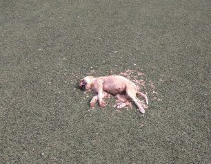 Μαζαράκι Αχαΐας: Βρήκαν τα πτώματα των ζώων διάσπαρτα μέσα στο γήπεδο ποδοσφαίρου (βίντεο)