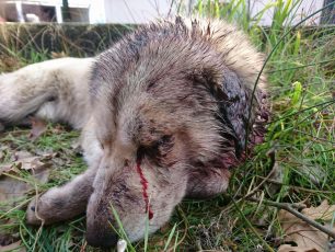 Νεκρό από φόλα εντός του εργοστασίου της Δ.Ε.Η. το σκυλί που είχε πυροβοληθεί στη Μεγαλόπολη Αρκαδίας