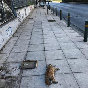 Βρήκαν πτώμα γάτας «σουβλισμένο» με σίδερο στο Παλαιό Φάληρο Αττικής 4 PalaioFaliroPtomaGatas 1