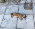 Βρήκαν πτώμα γάτας «σουβλισμένο» με σίδερο στο Παλαιό Φάληρο Αττικής
