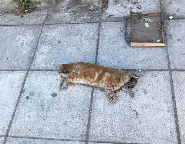 Βρήκαν πτώμα γάτας «σουβλισμένο» με σίδερο στο Παλαιό Φάληρο Αττικής