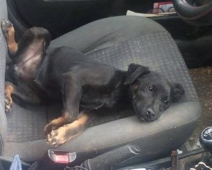 Αργολίδα: Έσωσαν το σκυλί που βρέθηκε σε πηγάδι βάθους 10 μέτρων στο Αργολικό Ναυπλίου