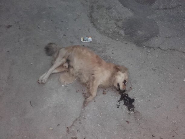 Λέσβος: Τρία σκυλιά νεκρά από φόλες στον Πλάτανο Μυτιλήνης