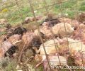 Γεράκι Ηρακλείου Κρήτης: Βρήκε σφαγμένα 120 πρόβατα για λόγους εκδίκησης
