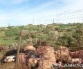 M. Χουστουλάκη: Οι βεντέτες στην Κρήτη για λόγους εκδίκησης έχουν συχνά θύματα και τα ζώα (ηχητικό)